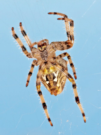 Spider In His Web Against A Blue Sky by Devy Masselink Pricing Limited Edition Print image