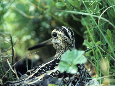 A Common Snipe (Gallinago Gallinago) by Hannu Hautala Pricing Limited Edition Print image