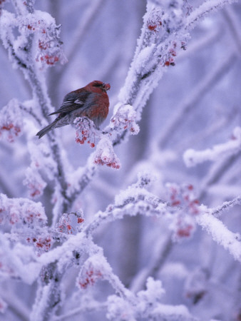 A Pine Grosbeak In A Tree In Winter by Hannu Hautala Pricing Limited Edition Print image