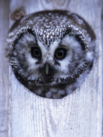 An Owl Peaking Through A Hole by Hannu Hautala Pricing Limited Edition Print image