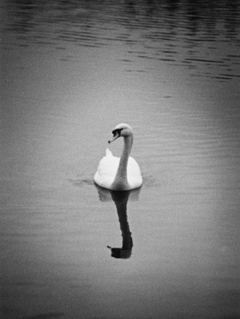 A Lone Swan by Gunilla Lundstrom Pricing Limited Edition Print image