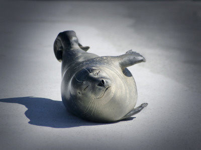 A Seal Enjoying The Sun At The Zoo In Reykjavik, Iceland by Heida Helgadottir Pricing Limited Edition Print image