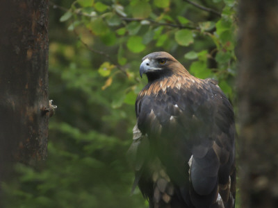 Close-Up Of An Eagle by Jorgen Larsson Pricing Limited Edition Print image