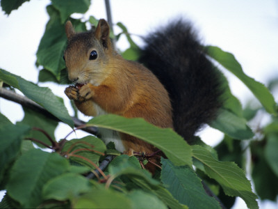 A Red Squirrel Up In A Tree by Jorgen Larsson Pricing Limited Edition Print image