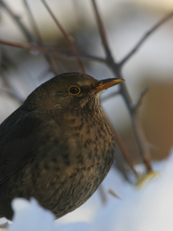 Close-Up Of A Bird On Snow by Jorgen Larsson Pricing Limited Edition Print image