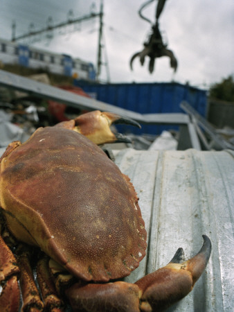 A Crab And A Crane by Jens Olof Lasthein Pricing Limited Edition Print image