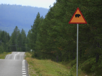 Bear Crossing Sign On The Roadside, Harjedalen, Sweden by Jorgen Larsson Pricing Limited Edition Print image