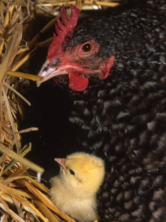 Close-Up Of A Hen With Its Chick In A Nest by Jorgen Larsson Pricing Limited Edition Print image