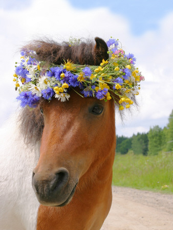 A Horse With A Garland On Its Head, Sweden by Jorgen Larsson Pricing Limited Edition Print image