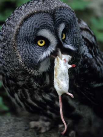 An Owl With A Dead Mouse In Its Beak by Jorgen Larsson Pricing Limited Edition Print image