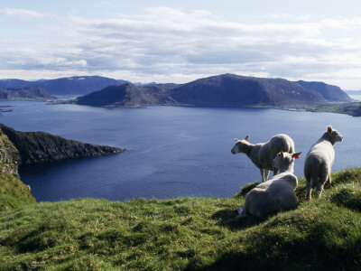 Three Sheep On A Grassy Hill, Norway by Lars Dahlstrom Pricing Limited Edition Print image