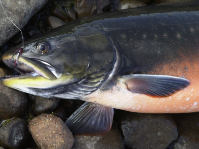 A Trout With A Hook In Its Mouth by Larus Karl Ingasson Pricing Limited Edition Print image