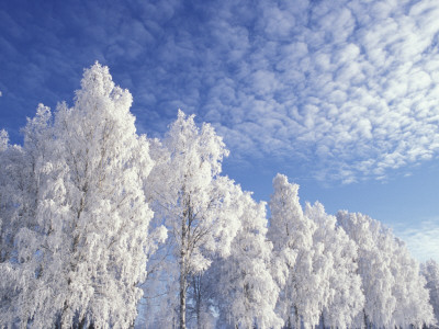 Snowy Trees Beneath Azure Sky by Kim Naylor Pricing Limited Edition Print image