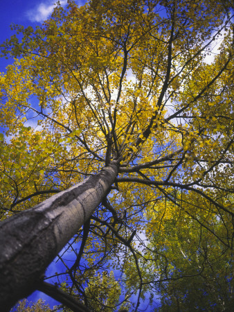 Low Angle View Of A Tree by Leif Milling Pricing Limited Edition Print image