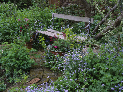 Cottage Style Planting - Wooden Bench With Euphorbia And Forget-Me-Nots, Designer Lisette Pleasance by Clive Nichols Pricing Limited Edition Print image