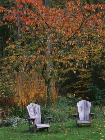 Adirondack Chairs On The Lawn With A Cherry Tree Behind In Autumn by Clive Nichols Pricing Limited Edition Print image