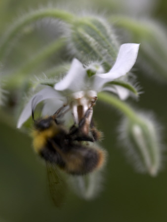 Flower Details - Borage-Borago Officinalis And Bee by Richard Bryant Pricing Limited Edition Print image