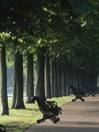 Tree Lined Avenue, Greenwich Park, London, Landscaped By Andre Le Notre For Charles Ii by Richard Turpin Pricing Limited Edition Print image