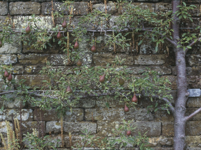 Stone Wall And Espalier Pear Tree In A Garden by Valeria Carullo Pricing Limited Edition Print image