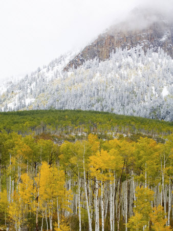 Autumn Color And Snow, Kebler Pass, Colorado, Usa by Terry Eggers Pricing Limited Edition Print image