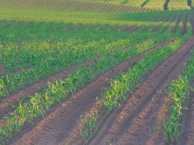 Field Of Corn In Morning Light, Oregon, Usa by Julie Eggers Pricing Limited Edition Print image