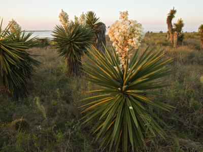 Yucca In Bloom, Laguna Madre, Texas, Usa by Larry Ditto Pricing Limited Edition Print image