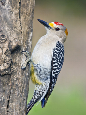 Golden-Fronted Woodpecker, Texas, Usa by Larry Ditto Pricing Limited Edition Print image