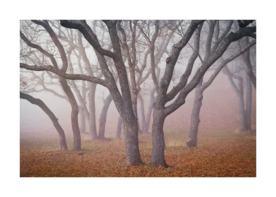 Pilot Road Trees by David Winston Pricing Limited Edition Print image