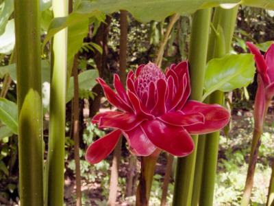 Red Flower, Thailand by Eloise Patrick Pricing Limited Edition Print image