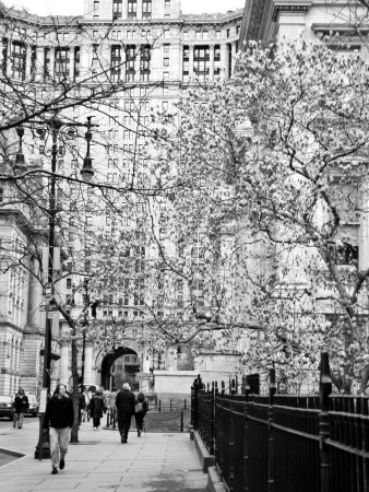 Cherry Blossoms, New York City by Eloise Patrick Pricing Limited Edition Print image