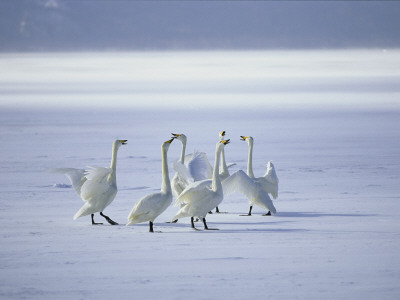 Whooper Swans Vocalize On Frozen Lake Kussharo by Tim Laman Pricing Limited Edition Print image