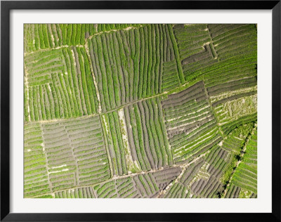 Vegetable Gardens Along The Floodplain Just Outside Of Beira, Mozambique by Michael Fay Pricing Limited Edition Print image