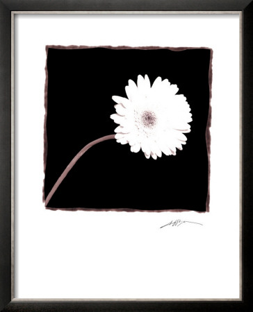 Zinnia by Angelos Zimaras Pricing Limited Edition Print image