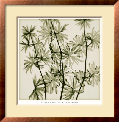 Wild Geranium by Steven N. Meyers Pricing Limited Edition Print image