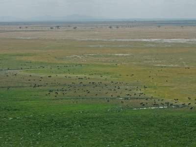 An Aerial View Of The African Savanna And Groups Of Animals by Beverly Joubert Pricing Limited Edition Print image