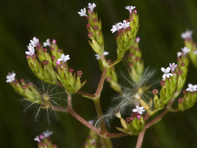 Centranthus Calcitrapae, Called Caltrop, Or Purple Star-Thistle by Stephen Sharnoff Pricing Limited Edition Print image