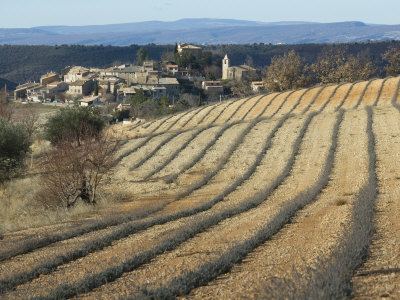 Village Of Entrevennes, Provence, Seen Across A Field Of Young Plants by Stephen Sharnoff Pricing Limited Edition Print image