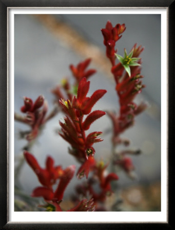 Crimson Buds by Nicole Katano Pricing Limited Edition Print image