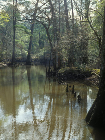 Cypress Swamp, With Curving Trees Reflected In Muddy Water by Stephen Sharnoff Pricing Limited Edition Print image