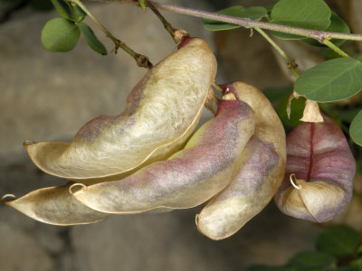 Seedpods Of Colutea Arborescens, Le Baguenaudier, Or Bladder Senna by Stephen Sharnoff Pricing Limited Edition Print image