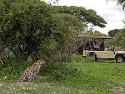 Tourists Observe A Leopard Resting In The Shade by Beverly Joubert Pricing Limited Edition Print image