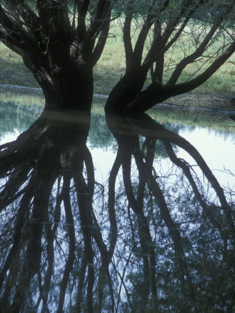 Two Trees Reflected In Quiet Water Make An Almost Symmetric Image by Stephen Sharnoff Pricing Limited Edition Print image