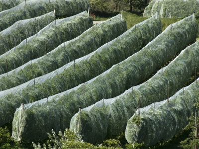 Rows Of Apple Trees Covered With Netting In Provence, France by Stephen Sharnoff Pricing Limited Edition Print image