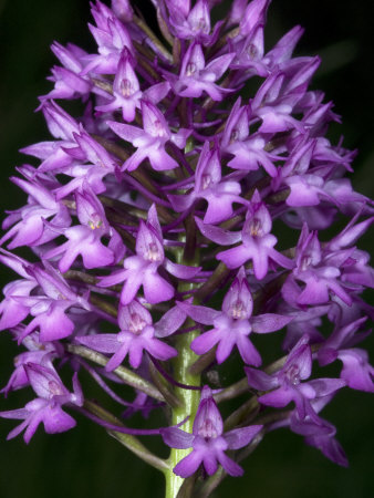 Anacamptis Pyramidalis, The Pyramid Orchid by Stephen Sharnoff Pricing Limited Edition Print image