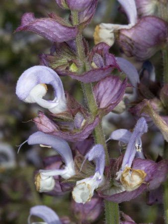 Flowers Of Salvia Sclarea, Le Sauge Sclare Rose, Or Clary Sage by Stephen Sharnoff Pricing Limited Edition Print image