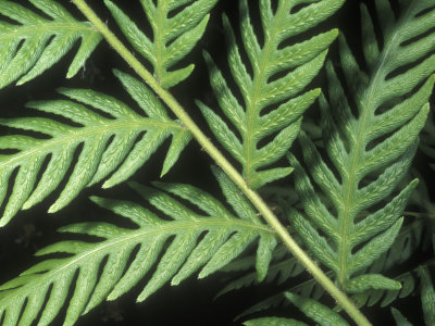 Close-Up Of Giant Chain Fern, Woodwardia Fimbriata by Stephen Sharnoff Pricing Limited Edition Print image