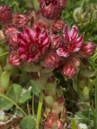 Red Flowers Of Sempervivum Arachnoideum, Or Cobweb Houseleek by Stephen Sharnoff Pricing Limited Edition Print image