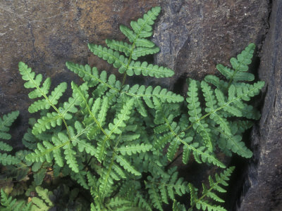 Fern, Pentagramma Triangularis, Or Goldback Fern, Against Rock by Stephen Sharnoff Pricing Limited Edition Print image