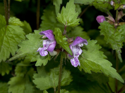 Lamium Maculatum, L'ortie Macule, Or Spotted Dead-Nettle by Stephen Sharnoff Pricing Limited Edition Print image