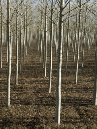 Rows Of Slender Trees (Poplars?) On A Tree Farm In France by Stephen Sharnoff Pricing Limited Edition Print image